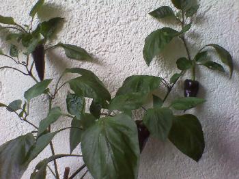 black chilli plant